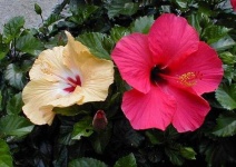 image of flower