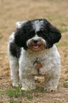 image of animal
