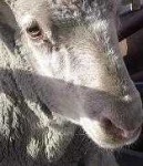 image of animal