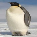 image of bird