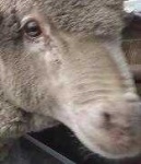 image of animal