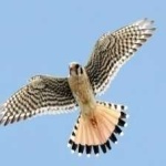 image of bird