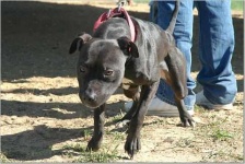 image of american_staffordshire_terrier #29