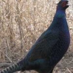 image of bird