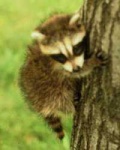 image of mink