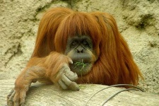 image of orangutan