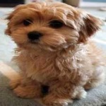 image of animal