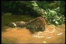 image of animal