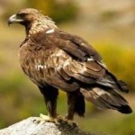 image of bird