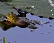 image of bullfrog