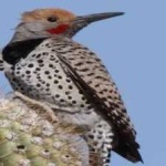 image of bird