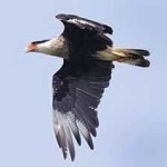 image of bird