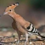 image of bird