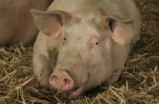 image of pig