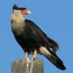 image of bird