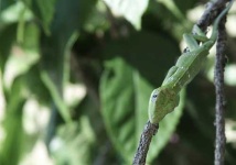 image of american_chameleon