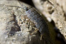 image of isopod
