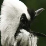 image of bird