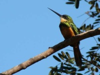 image of jacamar