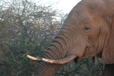 image of animal