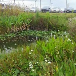 image of wetland