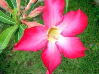 image of flower