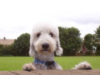 image of bedlington_terrier