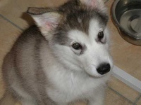 image of malamute