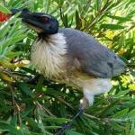 image of bird