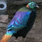 image of bird