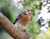 image of hawk
