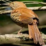 image of brown_thrasher #8