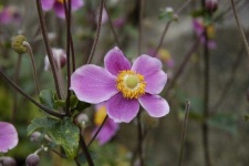 image of flower