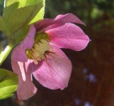 image of flower