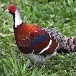image of bird