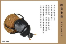 image of dung_beetle