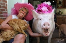 image of pig