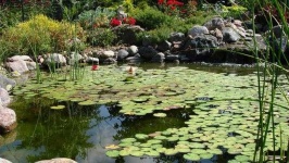 image of pond