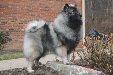 image of keeshond