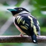 image of bird