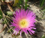 image of flower