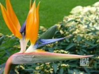 image of bird_of_paradise_flower #40