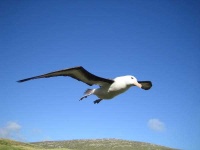 image of albatross