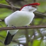 image of bird