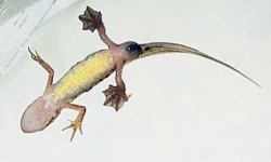 image of common_newt