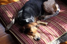 image of bluetick