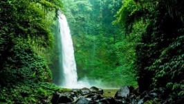 image of jungle