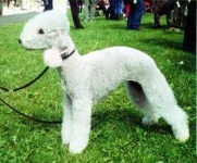 image of bedlington_terrier
