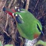 image of bird