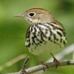 image of bird